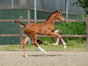 Holsteiner Foal and Family Festival welcomes young talents
